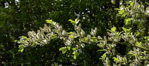 This nature photograph captures a backlit goatwillow plant shedding seeds in the early afternoon during the spring season. The sunlight highlights the fluffy, silvery seeds and the vibrant green leaves of the goatwillow branch, while the surrounding trees create a lush background. The scene beautifully illustrates the seasonal renewal and natural dispersal process typical of springtime among trees, with the goatwillow as the central subject illuminated by spring sunlight.